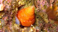 025 Troque pointue (Calliostoma conulus)